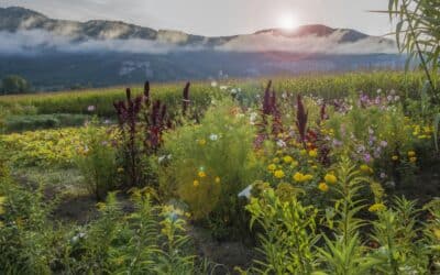 Mutuelle santé Auvergne-Rhône-Alpes : Une couverture adaptée à vos besoins